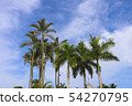 Palm tree 7 54270795