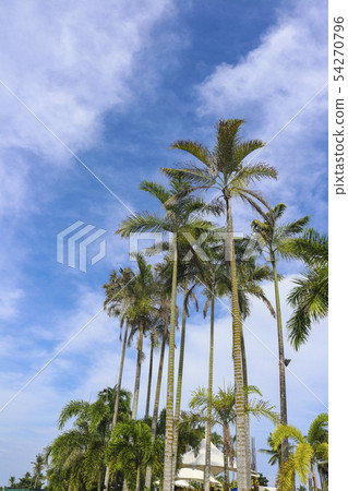 photo) Palm Trees 8 54270796