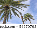photo) Palm Trees 10 54270798