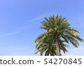 photo) Palm Trees 11 54270845
