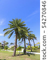 photo) Palm Trees 12 54270846