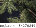 photo) Palm Trees 15 54270849