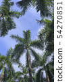 photo) Palm Trees 17 54270851