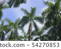 photo) Palm Trees 18 54270853