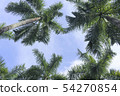 photo) Palm Trees 19 54270854