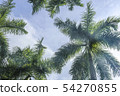 photo) Palm Trees 20 54270855