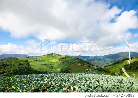 Chinese cabbage field 54270892