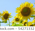 Sunflower and sky 54271332