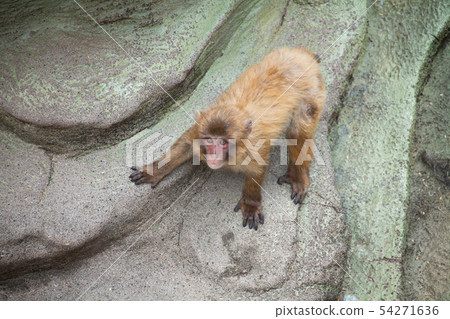 Child of Japanese monkey 54271636