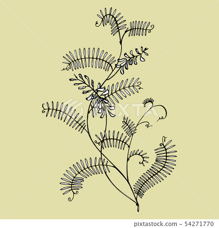 Branch of wild plant Vicia cracca. Tufted Vetch or Vicia cracca, vintage engraved illustration Branch of wild plant Vicia cracca. Tufted Vetch or Vicia cracca, vintage engraved illustration 54271770