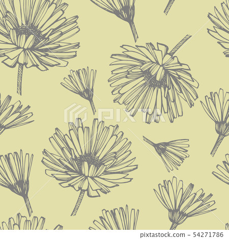 Calendula or daisy flower. Botanical illustration. Good for cosmetics, medicine, treating Calendula or daisy flower. Botanical illustration. Good for cosmetics, medicine, treating 54271786