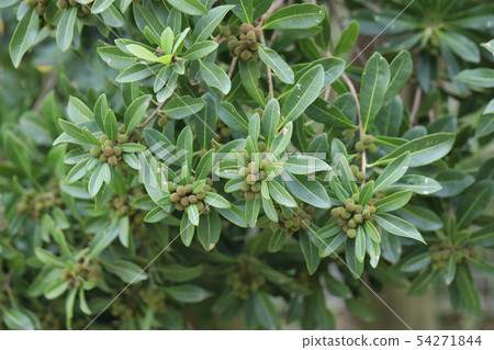 楊梅 楊梅 54271844