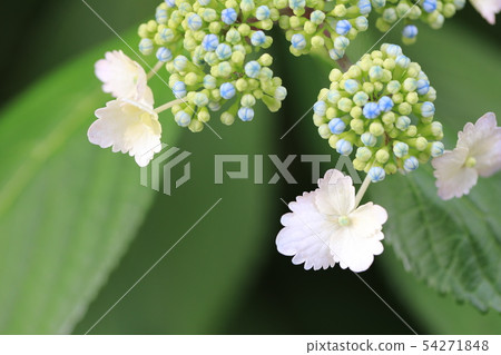 Hydrangea Hydrangea 54271848