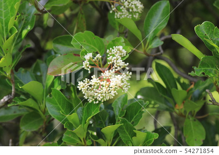 Sangogesu Sangogesu 54271854