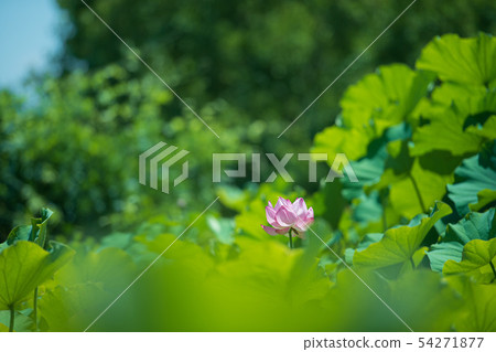 Flowers Flowers 54271877