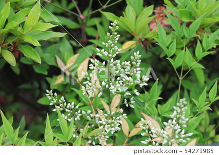 南方的天空 54271985