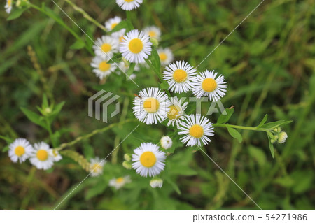 Harujion Harujion 54271986