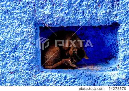 Cat on the street Chefchaouen Morocco. 54272578