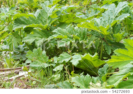 thickets of cow parsnip, cow parsnip on the side 54272693