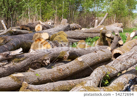 trunks of felled trees, felled trees 54272694