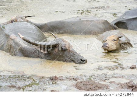 thai buffalo in mud 54272944