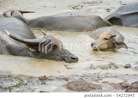 thai buffalo in mud 54272945