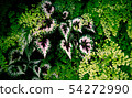 Tropical green leaves on dark background. 54272990