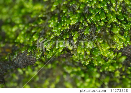 Moss Moss 54273828