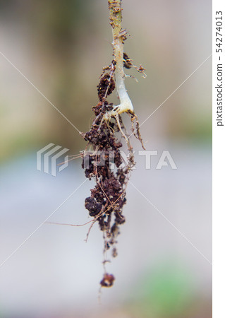 close up Roots of a cucumber plant 54274013