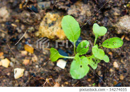 Chinese cabbage. vegetable garden cultivation and 54274035