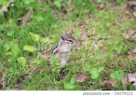 Chipmunk Chipmunk 54274123