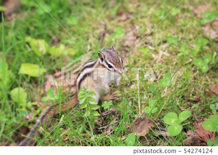 Chipmunk Chipmunk 54274124