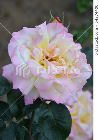 rose	 54274400