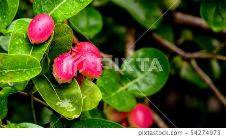 Carunda fruit herb in Thailand Carunda fruit herb in Thailand 54274973
