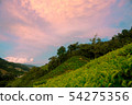 Tea Fields in the Cameron Highlands. 54275356