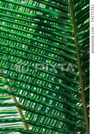 Tropical green leaves on dark background. 54275381