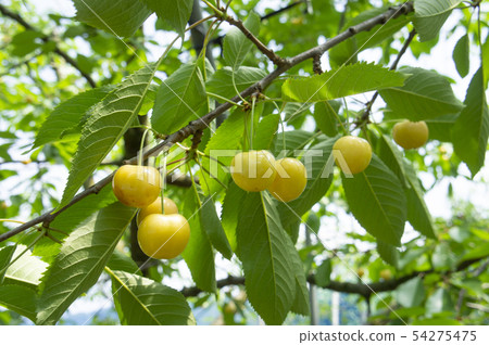 Cherry Cherry 54275475