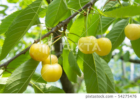 Cherry Cherry 54275476