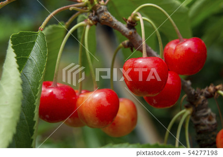 Cherry Cherry 54277198