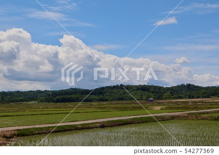 6月在北海道的稻田景觀 6月在北海道的稻田景觀 54277369