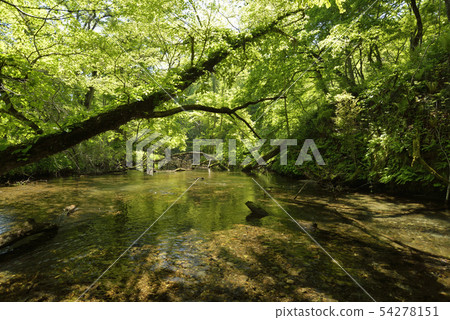 清初的初夏 清初的初夏 54278151