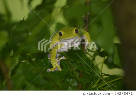 Moria抹布的女性 54278471