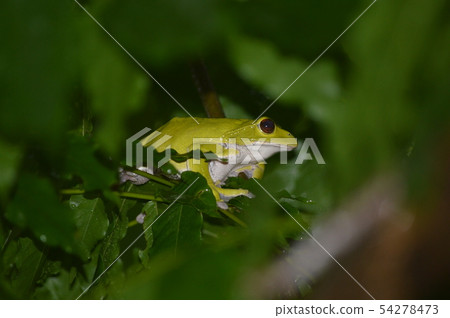 Female of Moria rag 54278473