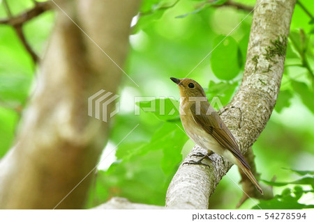 好友的女性 54278594