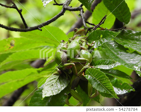 Spawning eggs of Molia frog 54278784
