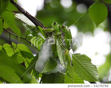 Spawning eggs of Molia frog 54278788