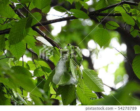 Spawning eggs of Molia frog 54278789