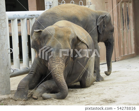 Asian elephant Asian elephant 54278816