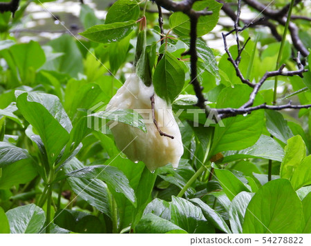 Egg mass of Moriagal 54278822