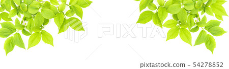 Green leaves white background Spring summer tree Green leaves white background Spring summer tree 54278852